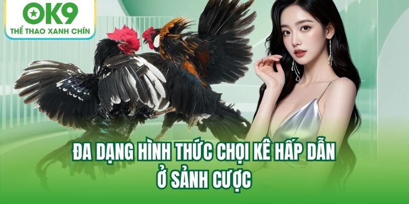 Đa dạng hình thức chọi kê hấp dẫn ở sảnh cược